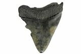 3.56" Fossil Megalodon Tooth - South Carolina - #180927-1